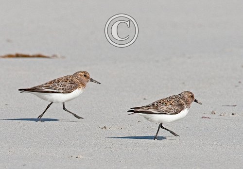 Sanderling DM1099